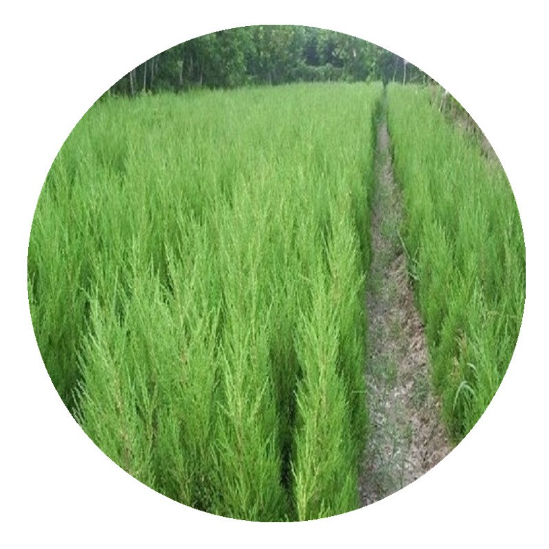 【杭州苗木直销】铺地柏爬地柏造型柏树洒金柏桧柏陵园墓地植物